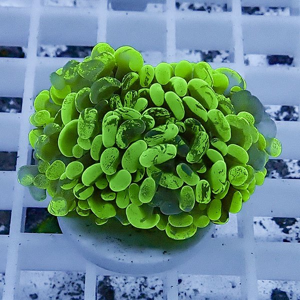 【サンゴ現物54】ナガレハナサンゴ フラグ!15時までのご注文で当日発送 【サンゴ】(t136