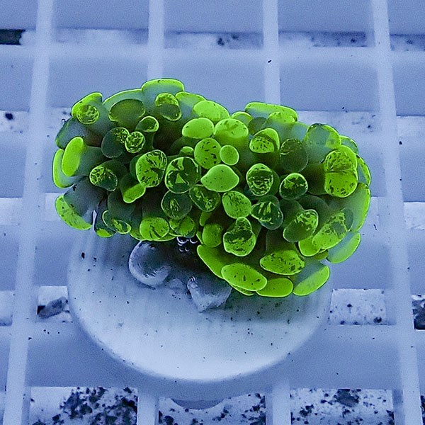 【サンゴ現物55】ナガレハナサンゴ フラグ!15時までのご注文で当日発送 【サンゴ】(t136