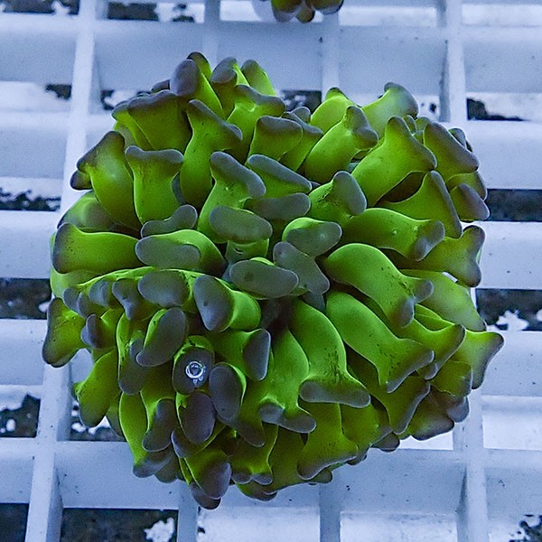 【サンゴ現物56】ナガレハナサンゴ フラグ!15時までのご注文で当日発送 【サンゴ】(t136