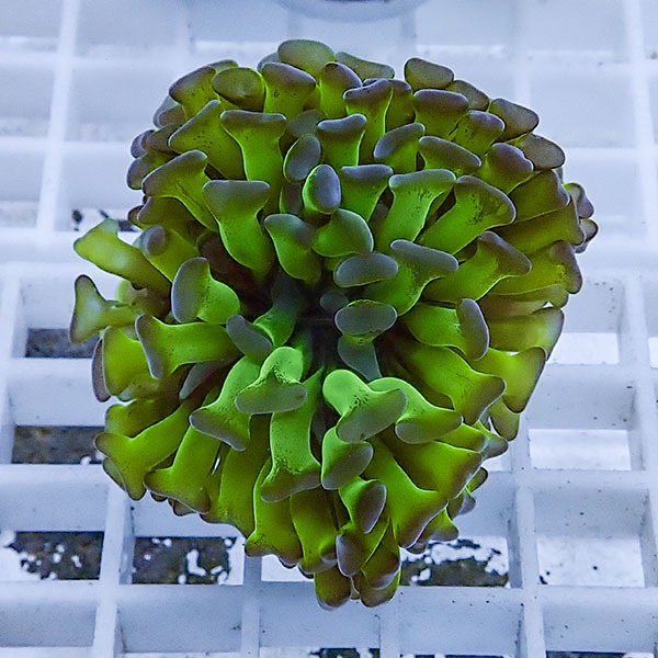 【サンゴ現物57】ナガレハナサンゴ フラグ!15時までのご注文で当日発送 【サンゴ】(t136