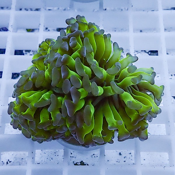 【サンゴ現物58】ナガレハナサンゴ フラグ!15時までのご注文で当日発送 【サンゴ】(t136