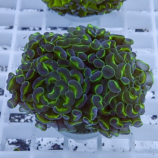 【サンゴ現物59】ナガレハナサンゴ フラグ!15時までのご注文で当日発送 【サンゴ】(t136