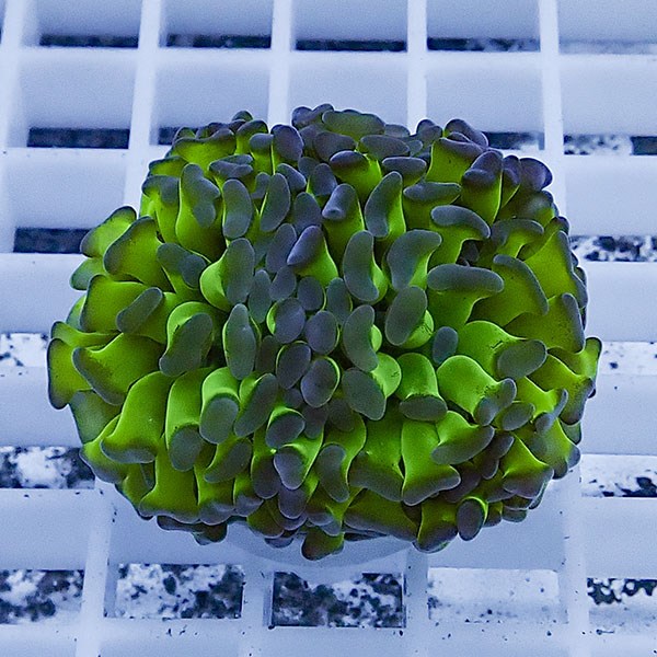 【サンゴ現物60】ナガレハナサンゴ フラグ!15時までのご注文で当日発送 【サンゴ】(t136