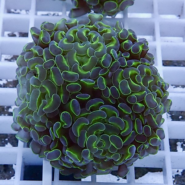 【サンゴ現物61】ナガレハナサンゴ フラグ!15時までのご注文で当日発送 【サンゴ】(t136