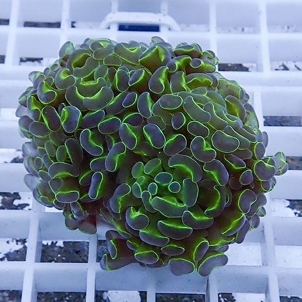 【サンゴ現物62】ナガレハナサンゴ フラグ!15時までのご注文で当日発送 【サンゴ】(t136