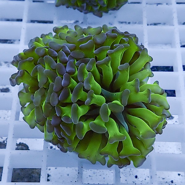 【サンゴ現物63】ナガレハナサンゴ フラグ!15時までのご注文で当日発送 【サンゴ】(t136