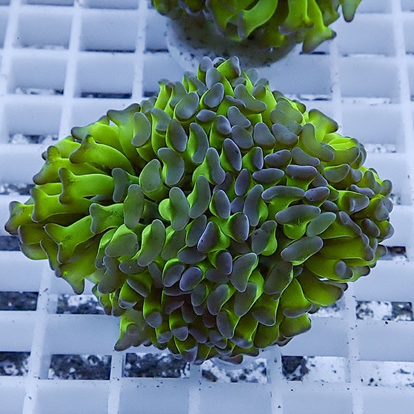 【サンゴ現物64】ナガレハナサンゴ フラグ!15時までのご注文で当日発送 【サンゴ】(t136