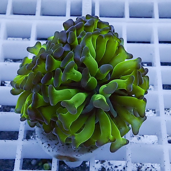 【サンゴ現物65】ナガレハナサンゴ フラグ!15時までのご注文で当日発送 【サンゴ】(t136