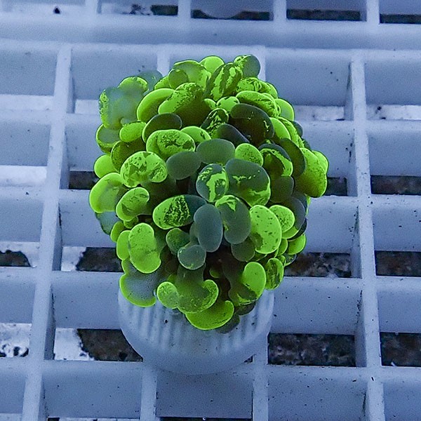 【サンゴ現物67】ナガレハナサンゴ フラグ!15時までのご注文で当日発送 【サンゴ】(t136