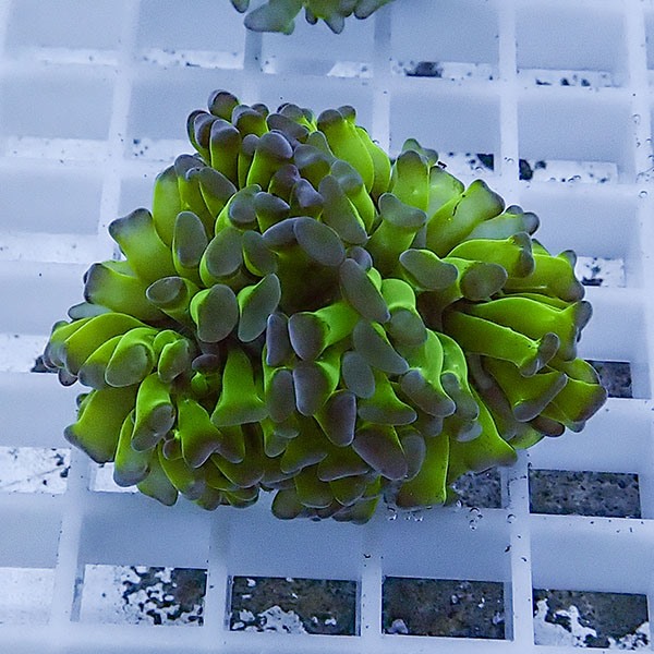 【サンゴ現物68】ナガレハナサンゴ フラグ!15時までのご注文で当日発送 【サンゴ】(t136