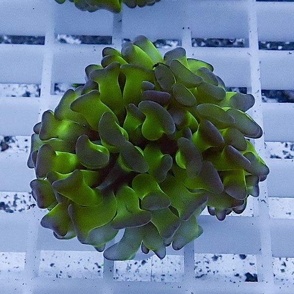 【サンゴ現物69】ナガレハナサンゴ フラグ!15時までのご注文で当日発送 【サンゴ】(t136