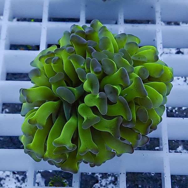 【サンゴ現物70】ナガレハナサンゴ フラグ!15時までのご注文で当日発送 【サンゴ】(t136