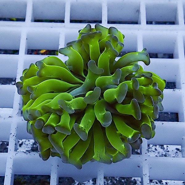 【サンゴ現物71】ナガレハナサンゴ フラグ!15時までのご注文で当日発送 【サンゴ】(t136