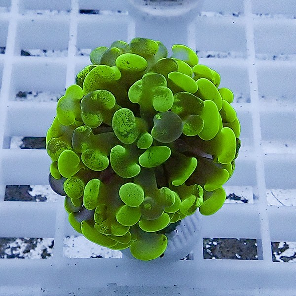 【サンゴ現物74】ナガレハナサンゴ フラグ!15時までのご注文で当日発送 【サンゴ】(t136