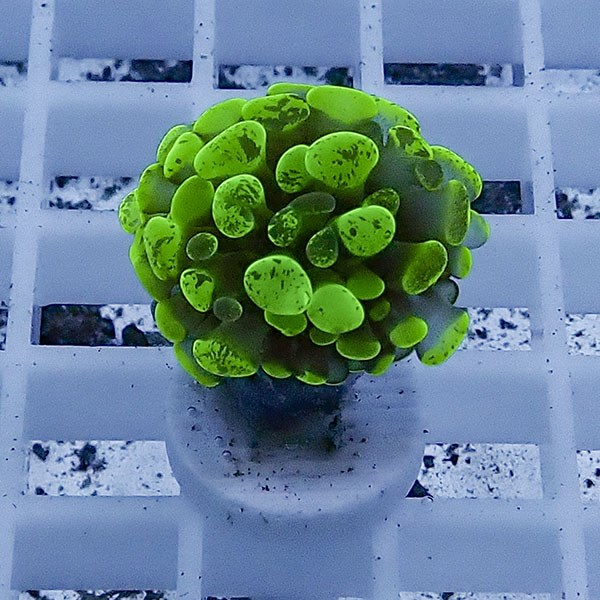 【サンゴ現物75】ナガレハナサンゴ フラグ!15時までのご注文で当日発送 【サンゴ】(t136