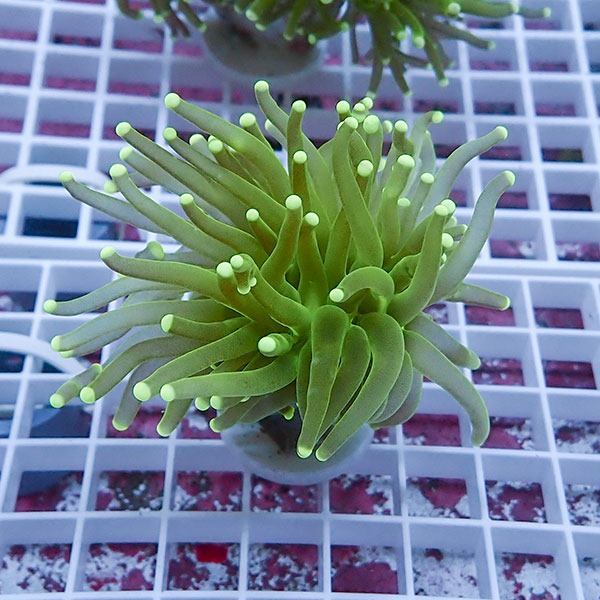 【サンゴ現物37】フラワーコーラルフラグ !15時までのご注文で当日発送 【サンゴ】(t142