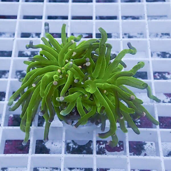 【サンゴ現物38】フラワーコーラルフラグ !15時までのご注文で当日発送 【サンゴ】(t142