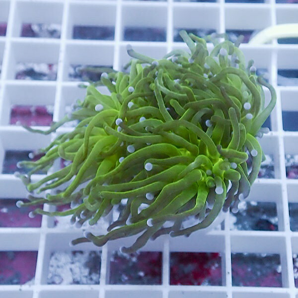 【サンゴ現物39】フラワーコーラルフラグ !15時までのご注文で当日発送 【サンゴ】(t142