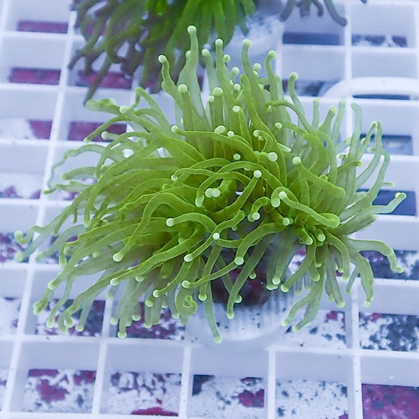 【サンゴ現物41】フラワーコーラルフラグ !15時までのご注文で当日発送 【サンゴ】(t142