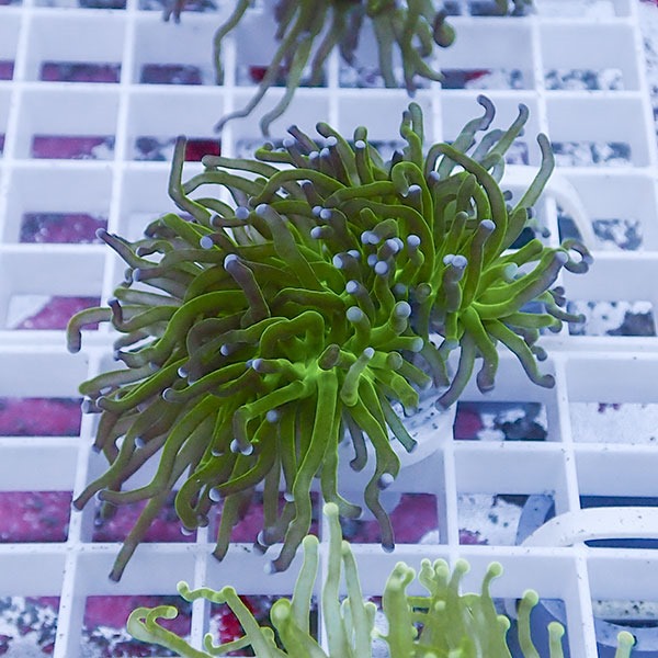 【サンゴ現物42】フラワーコーラルフラグ !15時までのご注文で当日発送 【サンゴ】(t142