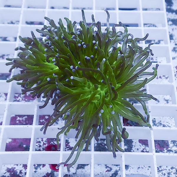 【サンゴ現物43】フラワーコーラルフラグ !15時までのご注文で当日発送 【サンゴ】(t142