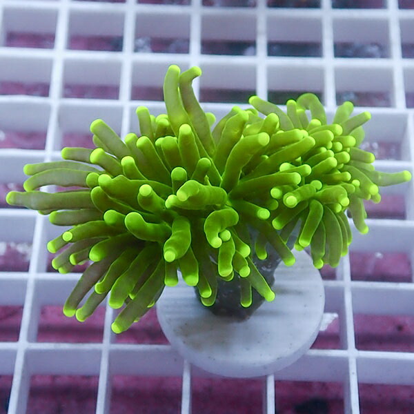 【サンゴ現物45】フラワーコーラルフラグ !15時までのご注文で当日発送 【サンゴ】(t142