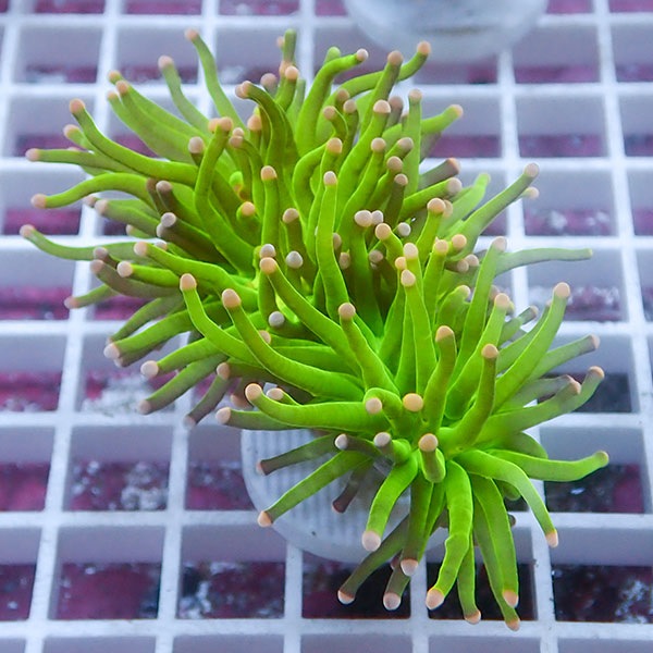 【サンゴ現物46】フラワーコーラルフラグ !15時までのご注文で当日発送 【サンゴ】(t142