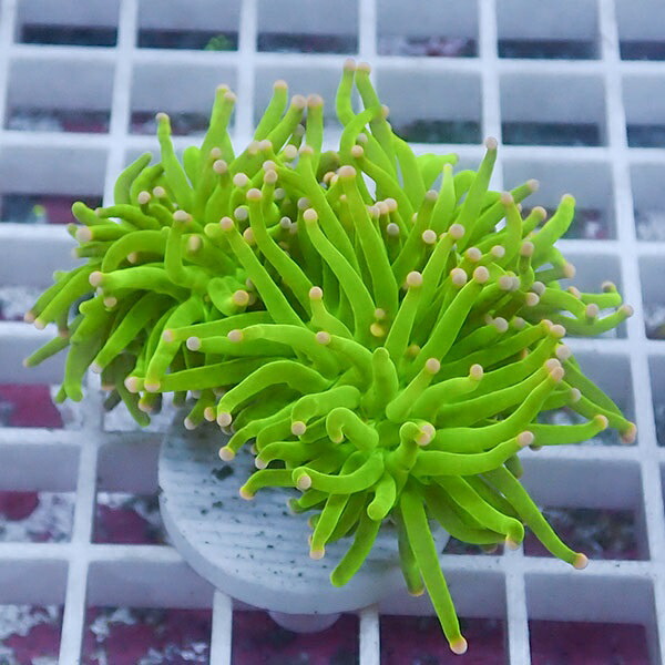 【サンゴ現物48】フラワーコーラルフラグ !15時までのご注文で当日発送 【サンゴ】(t142