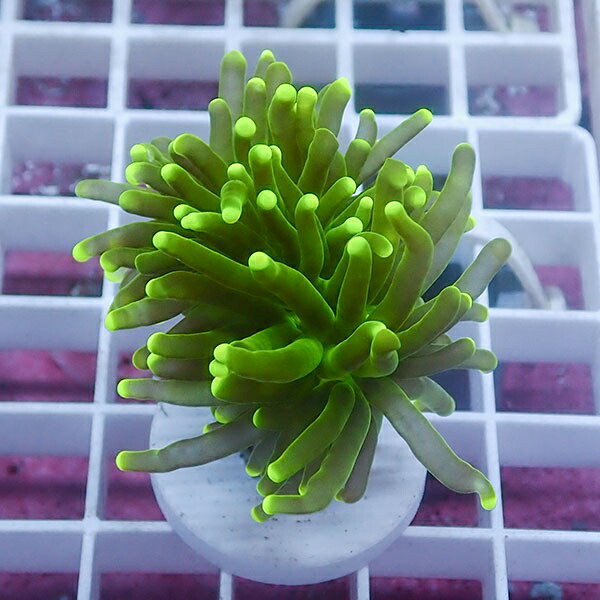 【サンゴ現物49】フラワーコーラルフラグ !15時までのご注文で当日発送 【サンゴ】(t142