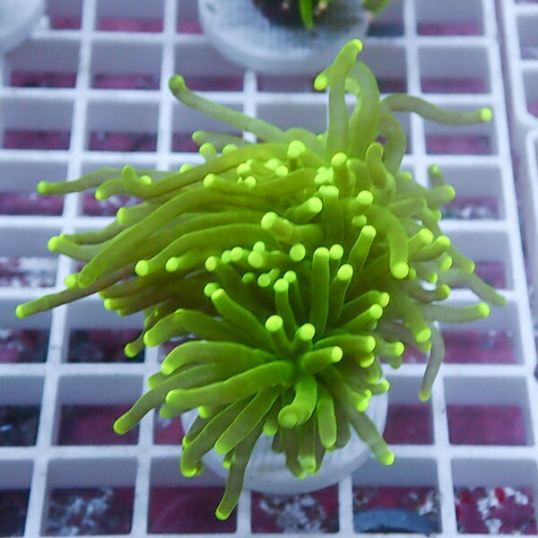 【サンゴ現物50】フラワーコーラルフラグ !15時までのご注文で当日発送 【サンゴ】(t142