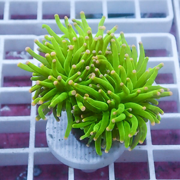 【サンゴ現物51】フラワーコーラルフラグ !15時までのご注文で当日発送 【サンゴ】(t142