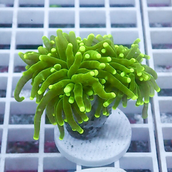 【サンゴ現物52】フラワーコーラルフラグ ! 15時までのご注文で当日発送【サンゴ】(t142