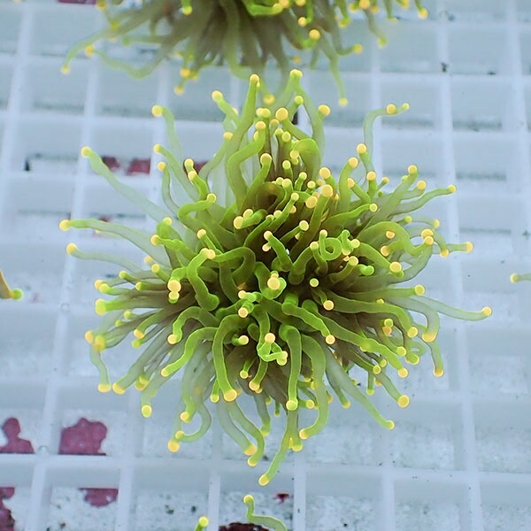 【サンゴ現物53】フラワーコーラルフラグ イエローチップ ! 15時までのご注文で当日発送【サンゴ】(t142