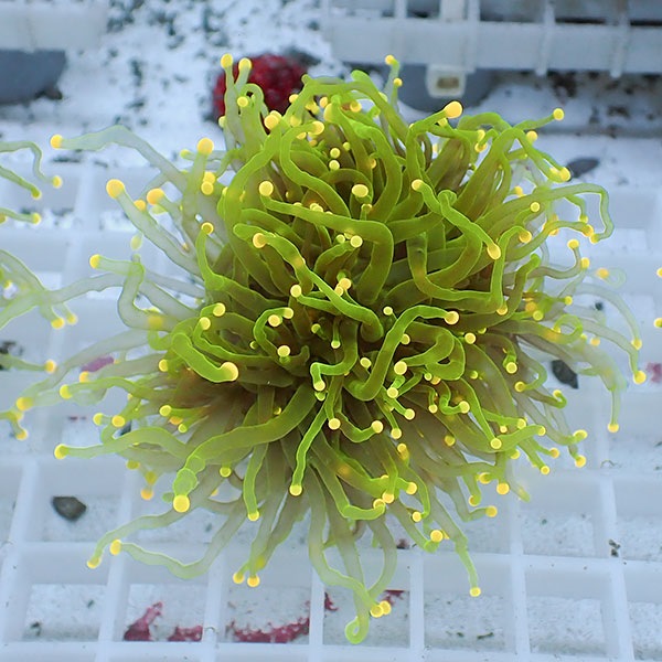 【サンゴ現物54】フラワーコーラルフラグ イエローチップ ! 15時までのご注文で当日発送【サンゴ】(t142