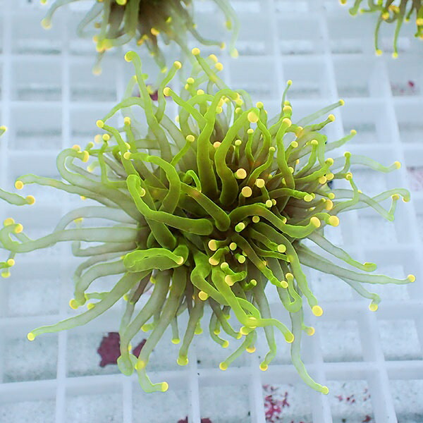 【サンゴ現物55】フラワーコーラルフラグ イエローチップ ! 15時までのご注文で当日発送【サンゴ】(t142