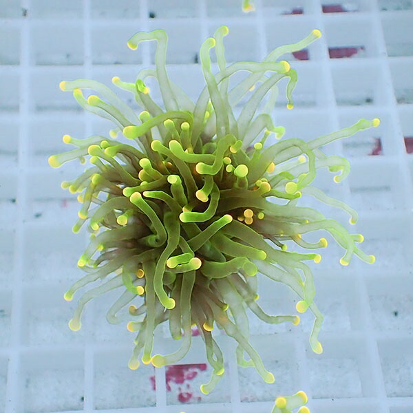 【サンゴ現物56】フラワーコーラルフラグ イエローチップ ! 15時までのご注文で当日発送【サンゴ】(t142