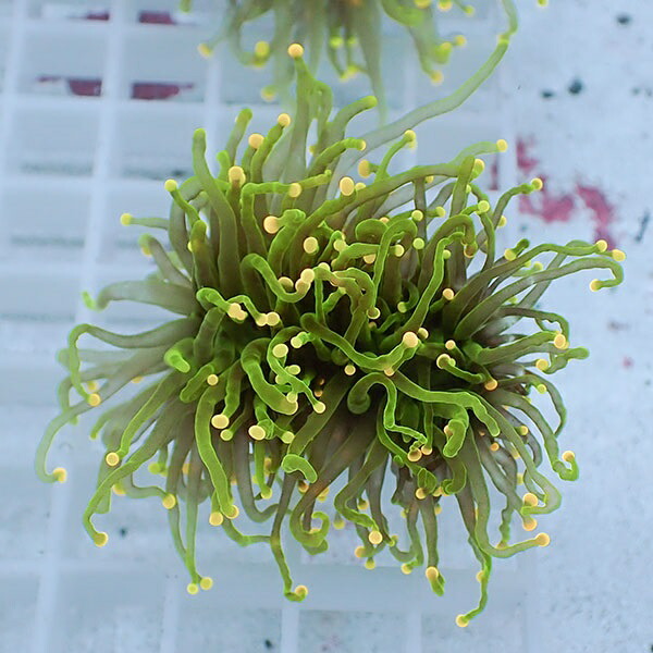 【サンゴ現物58】フラワーコーラルフラグ イエローチップ ! 15時までのご注文で当日発送【サンゴ】(t142