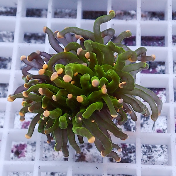 【サンゴ現物60】フラワーコーラルフラグ ! 15時までのご注文で当日発送【サンゴ】(t142