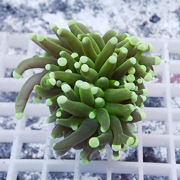 【サンゴ現物61】フラワーコーラルフラグ ! 15時までのご注文で当日発送【サンゴ】(t142