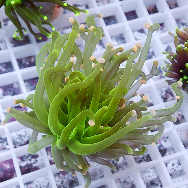 【サンゴ現物62】フラワーコーラルフラグ ! 15時までのご注文で当日発送【サンゴ】(t142