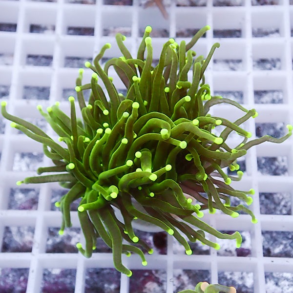 【サンゴ現物63】フラワーコーラルフラグ ! 15時までのご注文で当日発送【サンゴ】(t142