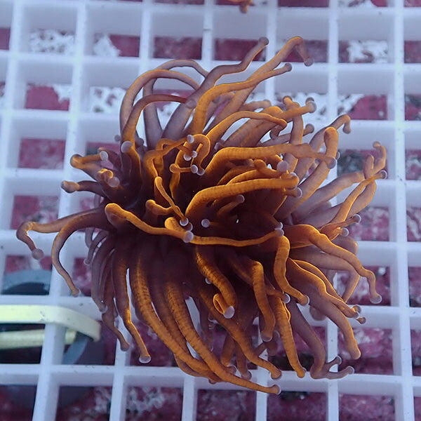 【サンゴ現物64】フラワーコーラルフラグ ゴールドトーチ ! 15時までのご注文で当日発送【サンゴ】(t142