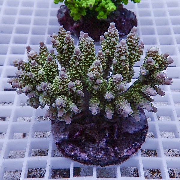 【サンゴ現物89】ブリードミドリイシ !15時までのご注文で当日発送 【ミドリイシ】(t214