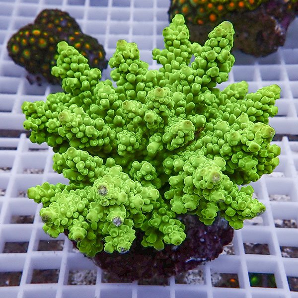 【サンゴ現物90】ブリードミドリイシ !15時までのご注文で当日発送 【ミドリイシ】(t214