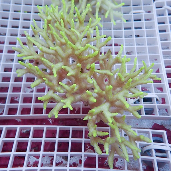 【サンゴ現物1】トゲサンゴ! 15時までのご注文で当日発送【ミドリイシ】(t214