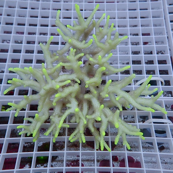 【サンゴ現物2】トゲサンゴ! 15時までのご注文で当日発送【ミドリイシ】(t214