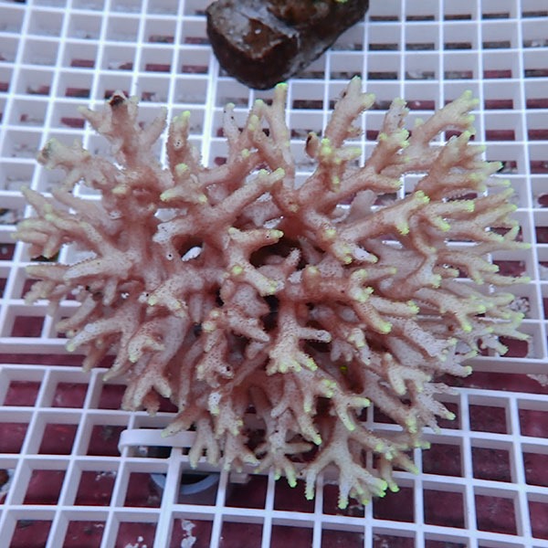 【サンゴ現物3】トゲサンゴ! 15時までのご注文で当日発送【ミドリイシ】(t214