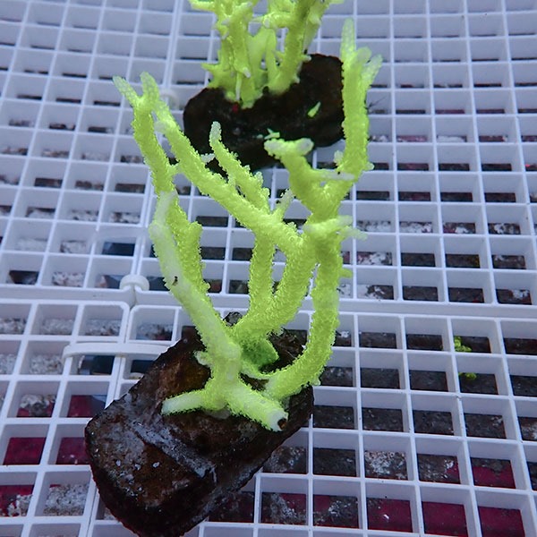 【サンゴ現物4】トゲサンゴ ブリード! 15時までのご注文で当日発送【ミドリイシ】(t214