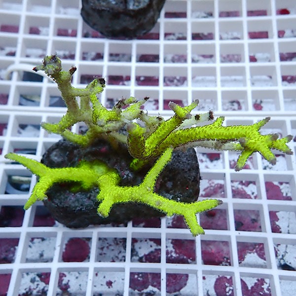 【サンゴ現物6】トゲサンゴ ブリード! 15時までのご注文で当日発送【ミドリイシ】(t214