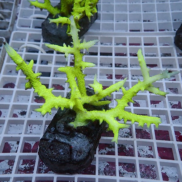 【サンゴ現物7】トゲサンゴ ブリード! 15時までのご注文で当日発送【ミドリイシ】(t214